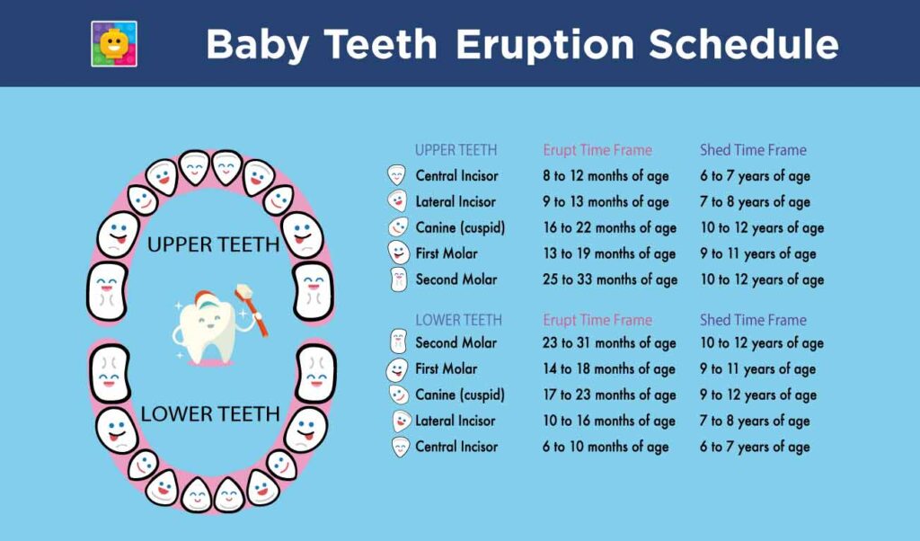 baby teeth eruption chart